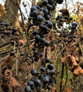 Wild Grapes in Simcoe County